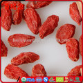 Crujientes bayas de goji frescas Ningxia goji goji baya fiyat con pocas calorías